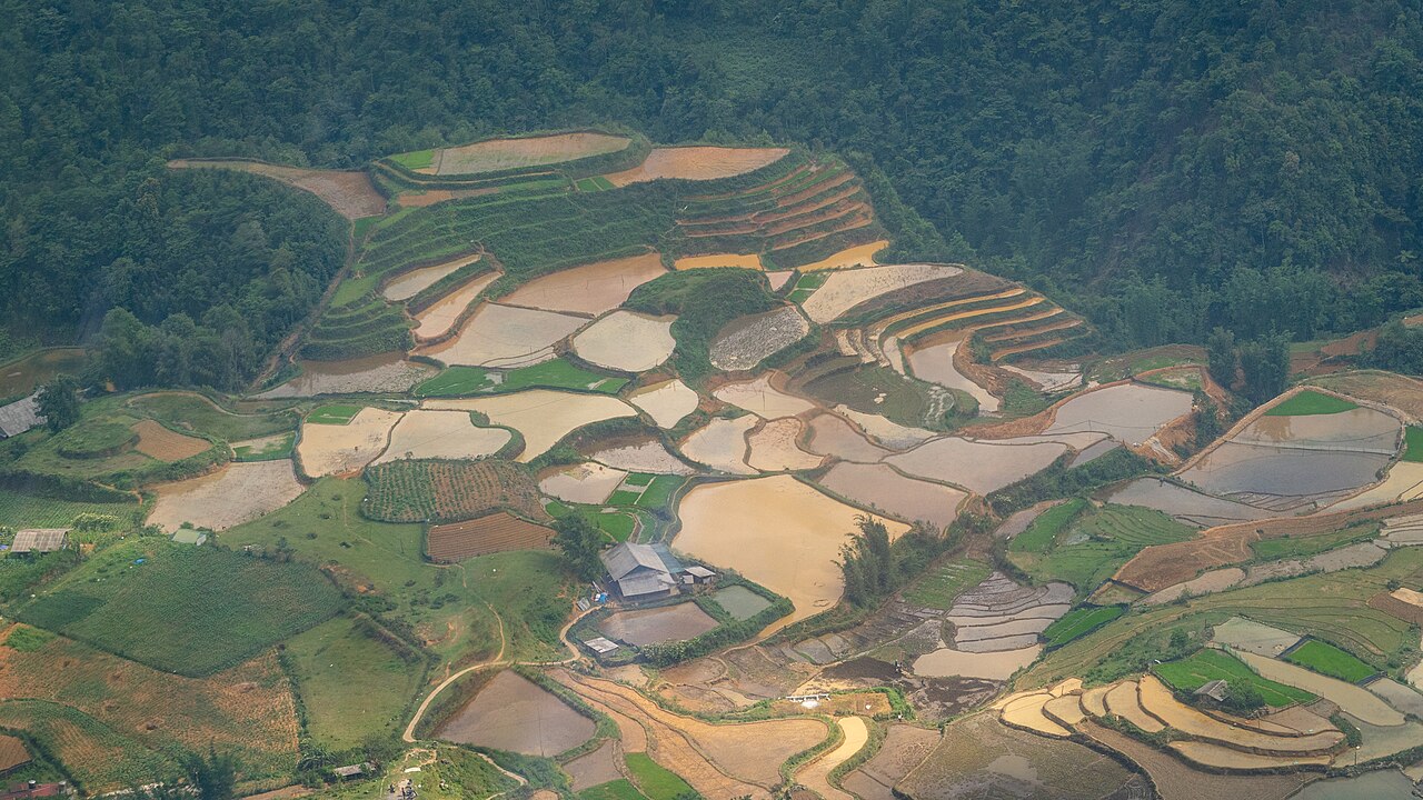 Ruộng bậc thang xanh vùng Fansipan